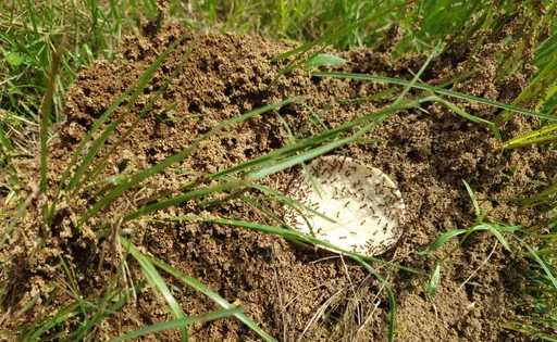 火蟻現身三峽給水廠　高溫熱蒸緊急滅「火」