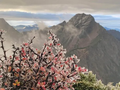 圖輯|玉山「凍雨」美極了!冰封花木奇景曝光 網讚嘆:可敬的自然