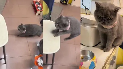 喵店長放飯「乾乾只有一顆」 無奈超萌表情!網喊「卡哇伊」