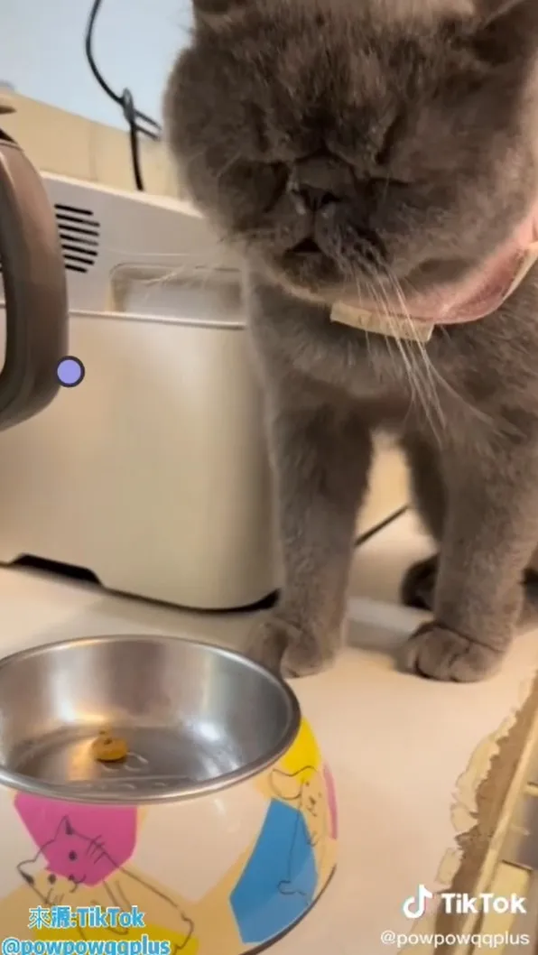 閉上雙眼，願主耶稣基督的恩惠，睜開雙眼有滿滿的食物。阿們！TikTok@powpowqqplus 提供