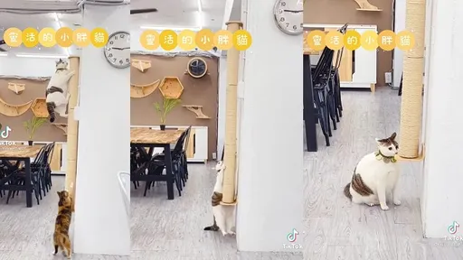 人家不肥只是毛澎鬆!小胖貓使出爬高絕活 快到天花板讓網驚呼「超靈活」