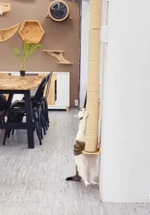 下來時盪鞦韆一下，準備落地。TikTok@mibao_faftat 提供