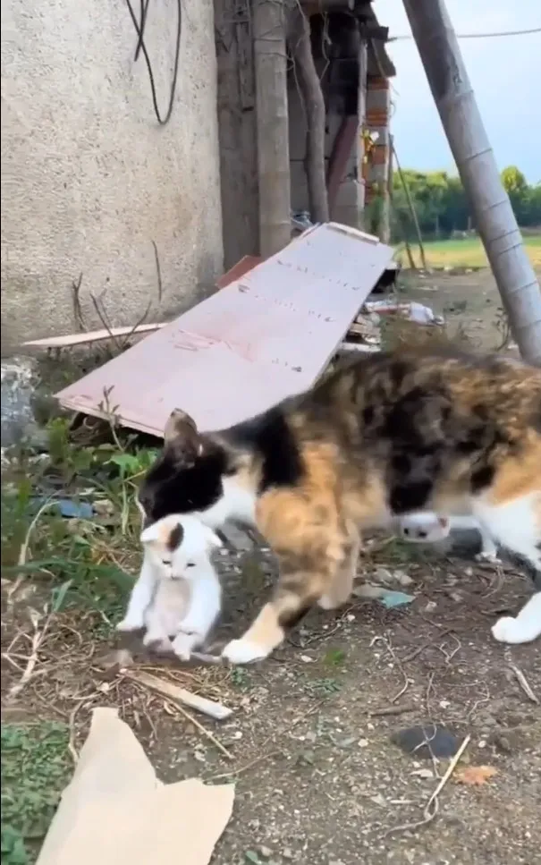 在危險也要帶你走。IG @miiyav_tv 提供