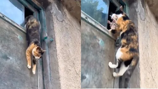母貓叼小貓從地面躍上氣窗！　15秒短片讓網驚呆：這就是為母則強嗎