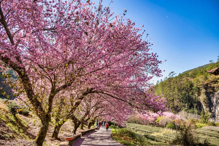 中南部最熱門的武陵農場，KKday今年推出賞櫻專車，讓你於櫻花管制期也能輕鬆上山，一人成行，保證有位，即日起推出早鳥優惠78折。KKday提供