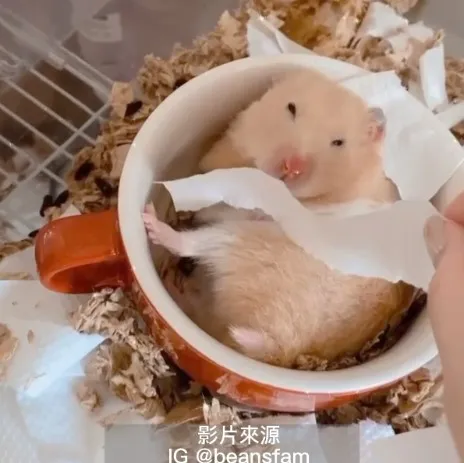 小萌鼠捲曲在杯裡一臉睡眼惺忪，就讓牠再睡啦（搓～～。IG @beansfam 提供