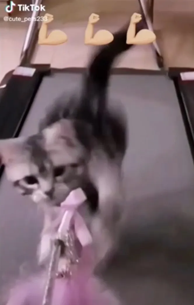 保持完美身材需要健身。TikTok：@cute_pets233 / 官方網站：https://gosuki.jp/ 提供