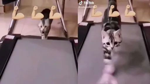 奴才如何幫主人練就迷人身材？　就靠跑步機＋「神奇法寶」動起來