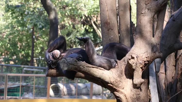 黑猩猩離開鋼柱鐵網的封閉空間，改進成現今國際上使用的開放性展區。侯昌騰攝