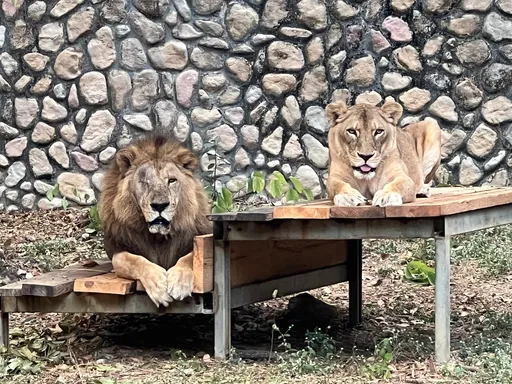 非洲獅二哥老又殘「網譏養老院」 壽山動物園暖心回應