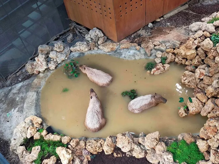 從山屋俯視水豚泡澡。動物園提供