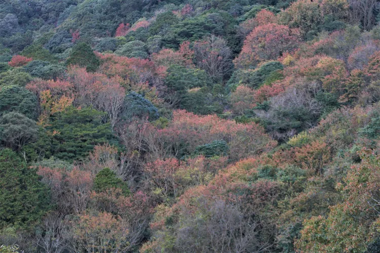 石山地區的楓葉也變紅，山林裡紅通通一片。玉管處提供