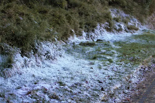 圖輯|寒流來襲結霜、冰柱、冰珠 一窺玉山塔塔加難得景象