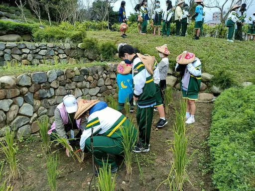 桃园都市农夫体验营开放报名 亲子共学插秧、收割乐趣多