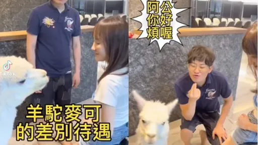 羊駝麥可猛親女主人！男主人討親卻被這樣對待　網狂笑：求心理陰影面積