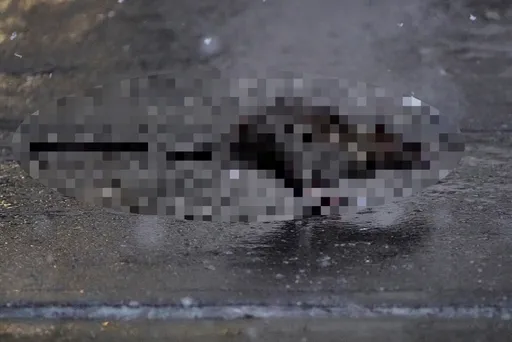 紐約開出520萬年薪徵才 應徵者要有「殺手本能」