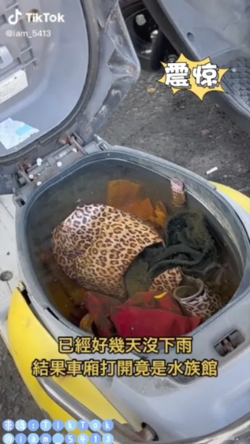 親愛的貴賓，歡迎蒞臨摩頭賽摳水族館，為慶祝週年特展，本週採『無料』參觀～。TikTok@iam_5413 提供