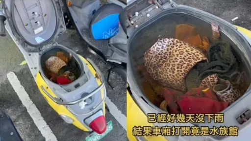 驚喜！一開摩托車箱車主錯愕　網笑：歡迎來到私人水族館