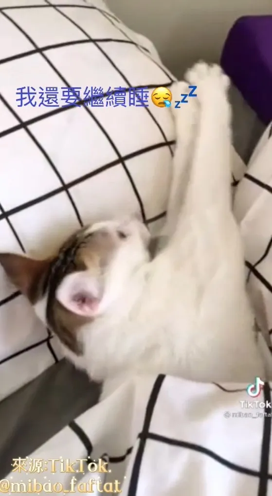 睡醒伸懶腰能使更多的含氧血液供給大腦，頓時感到清醒舒適。TikTok@mibao_faftat提供