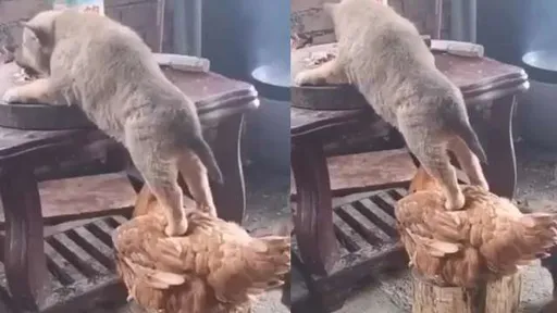 汪星人貪吃桌上美食　豁出去了！狂踩雞頭爽嗑