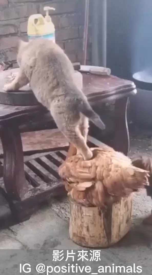 ㄟ 邊吃還邊往前踩，連我的雞頭你也踩，像話嗎？
IG @positive_animals 提供