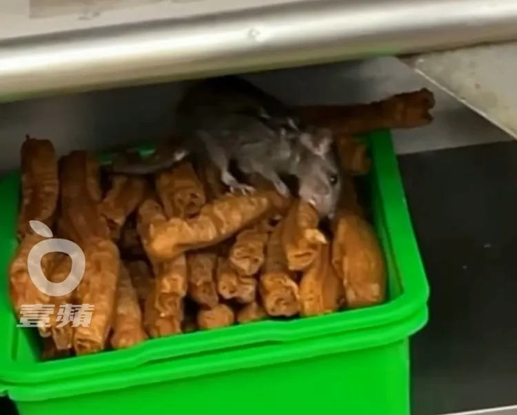 大溝鼠狂啃油條，把顧客嚇壞了。翻攝自臉書「爆廢公社二館」