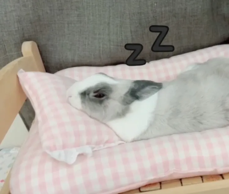 萌萌慵懶地將頭依靠小枕頭上，一副睡眼矇矓的模樣是不是可愛破表。FB粉專：萌萌公主兔世界 提供