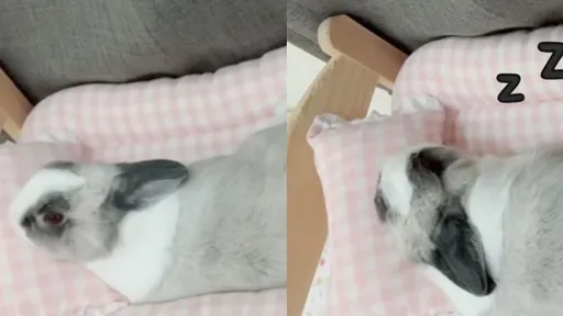 這種天氣不想起床?萌兔睜眼秒睡回籠 網友共鳴:根本早上的我