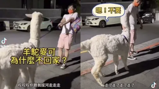 羊駝麥可就是有個性　散步要「這關鍵指令」才甘願回家　