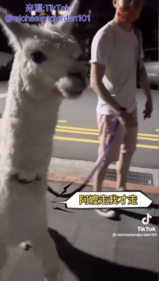 麥可快速跟隨阿嬤的腳步向前走，阿公被拖行在後　阿公傻眼愣在一旁：草泥馬～『到底是誰遛誰？』。TikTok@michaelandjordan101 提供