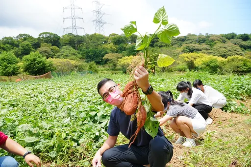 買金山甘藷做愛心!每箱捐10元 5萬補助金嘉惠4國小營養午餐更豐富