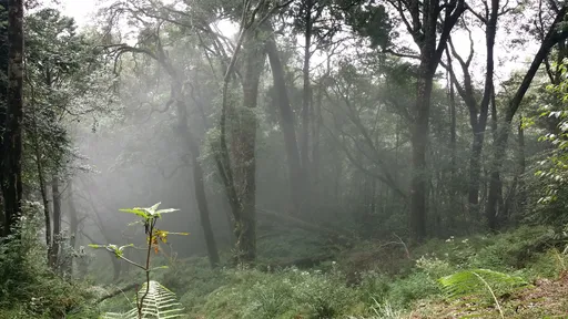 認識新舊太平山林場 《原風景,日治太平山》1/7新書發表