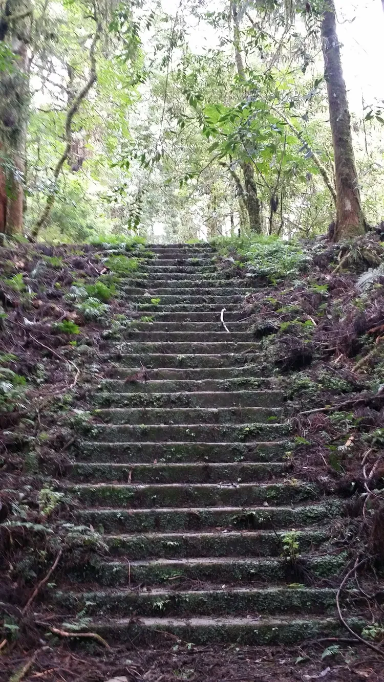 加羅山神社參道現況。羅東林管處提供