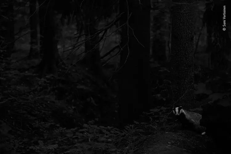 © Sami Vartiainen, Wildlife Photographer of the Year