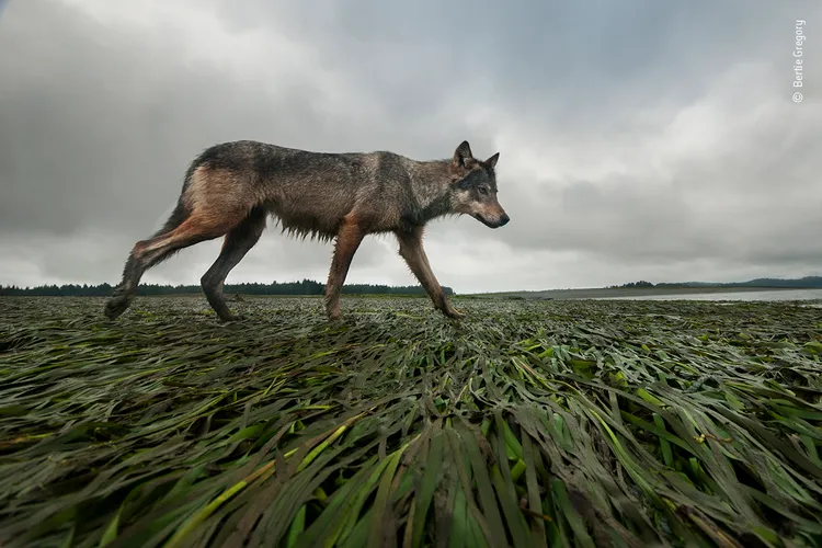 © Bertie Gregory, Wildlife Photographer of the Year