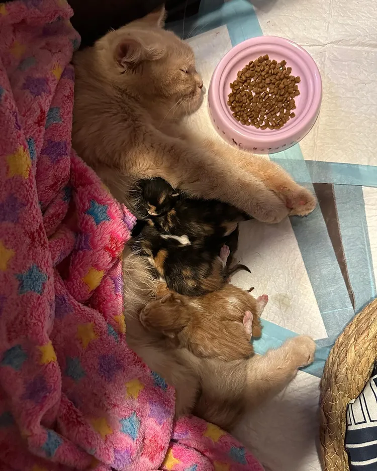 祈錦鈅接生的小貓們。翻攝祈錦鈅臉書