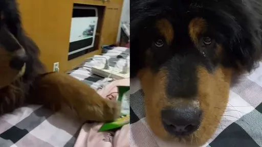 威武藏獒反差萌!撒嬌攻勢為哪樁? 狗奴才不敵無辜眼神投降了