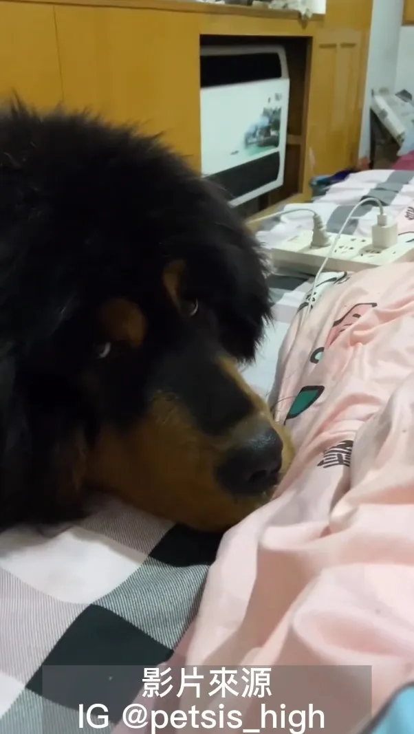 偶是藏敖體型偏大，個性兇猛但也有可愛的一面，偶對主子可是一片真誠。IG @petsis_high 提供