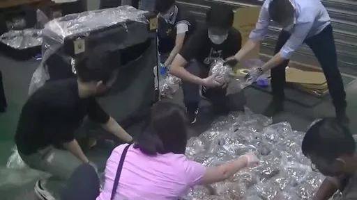 加拿大走私逾百公斤大麻花值2.4亿　警引蛇出洞逮幕后竹联帮金主