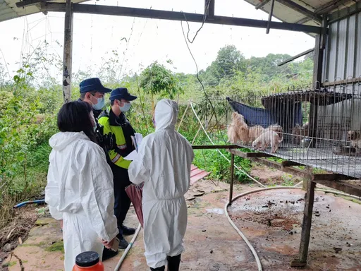非法犬隻繁殖場隱身桃園山區 糞尿四溢!黑心飼主最高將罰3百萬