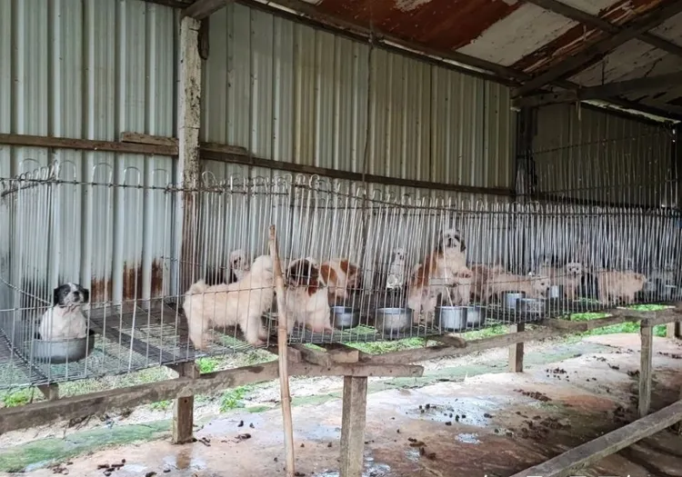 飼養環境髒亂。動保處提供