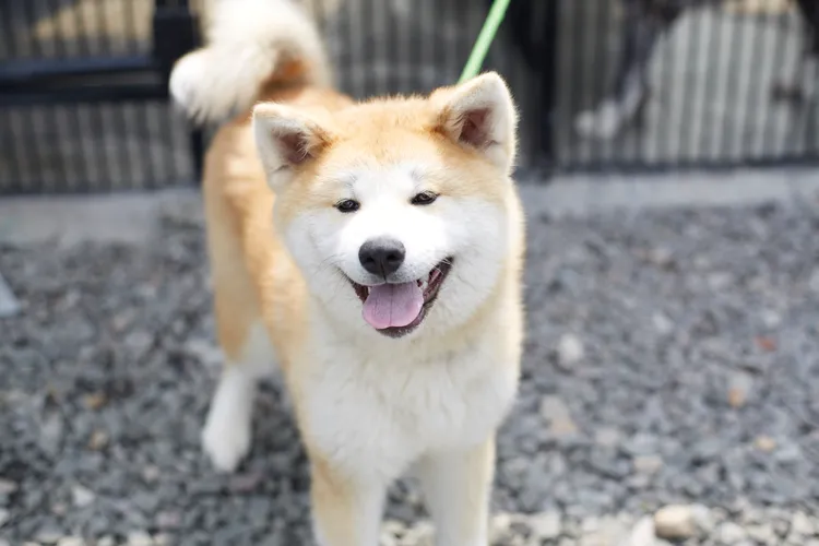 與秋田犬一起散步。秋田觀光單位提供