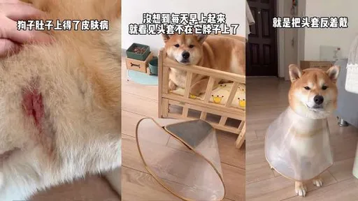 不戴恥辱圈那就讓你穿「恥辱裝」　瞧瞧！走路都不行了吧
