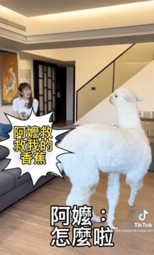 《嬤寶麥可》阿嬤～救救我最愛的香蕉，它被綁架惹（泣）！果不然還是阿嬤疼入心。TikTok@michaelandjordan101 提供