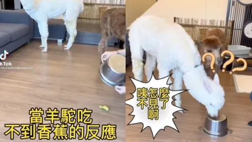 錯愕！最愛的香蕉竟被當面藏起來　聰明的羊駝會怎麼做？