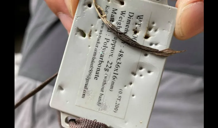 追蹤紀錄金屬片上的咬痕斑斑。台灣猛禽研究會提供