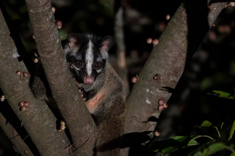 小黑鳶不見了的鳥巢旁被拍攝到的果子狸。台灣猛禽研究會提供