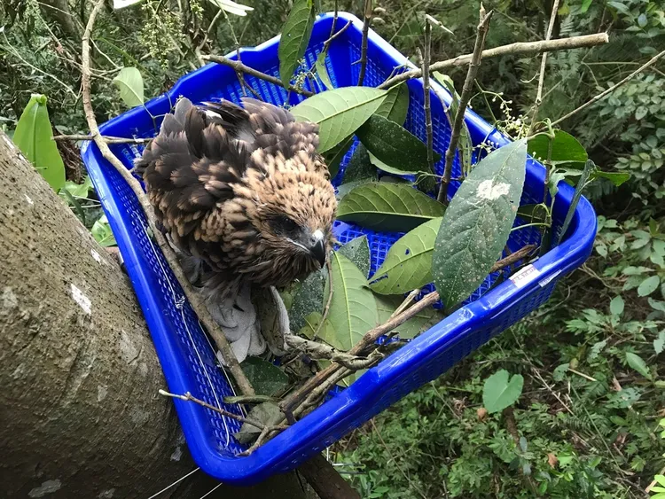 小奶酥與復原後時野放時的人工簡易巢。台灣猛禽研究會提供