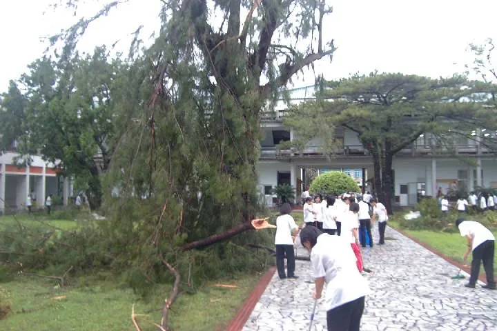 百年肖楠因颱風來襲被吹得斷枝孱弱。花蓮女中提供
