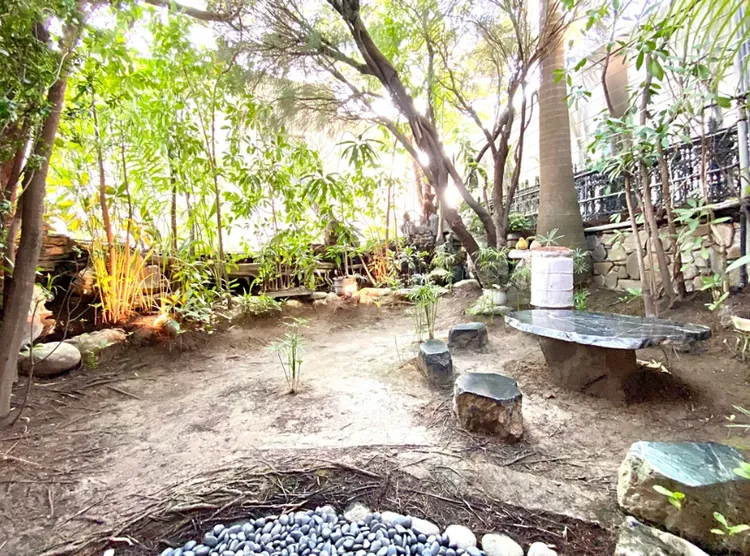 5-6樓屋頂種植排毒水耕大樹。翻攝591